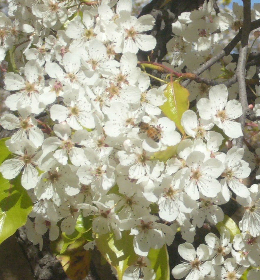 High Resolution Prunus sp. Flower